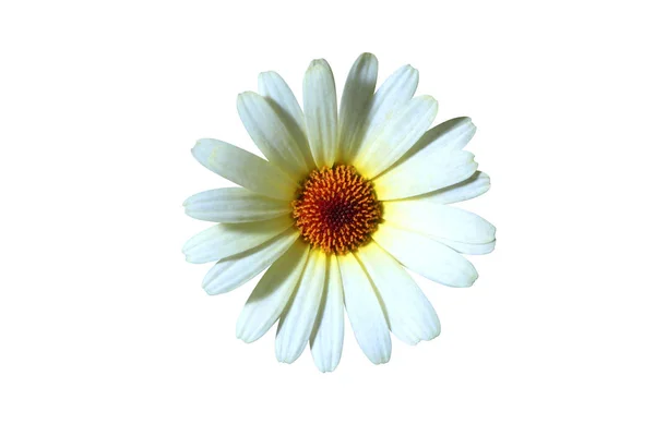 Close-up van prachtige daisy bloem — Stockfoto