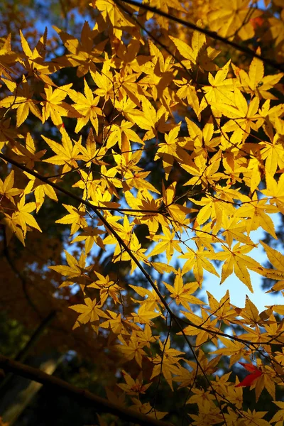 Herfst maple bomen — Stockfoto