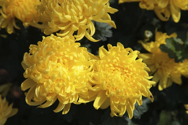 Bellissimi fiori di crisantemo — Foto Stock