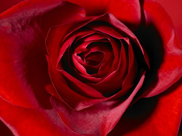 Vacker ros blomma — Stockfoto