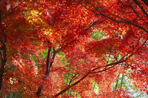 Осінні дерева клена — стокове фото
