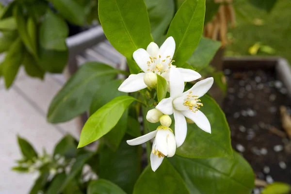 Citrus träd med vita blommor — Stockfoto