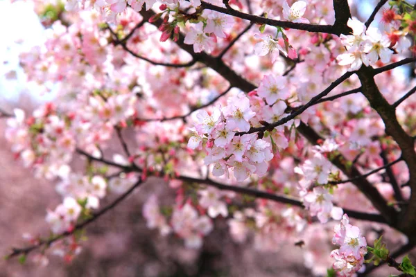 Natural cherry blossom — Stock Photo, Image