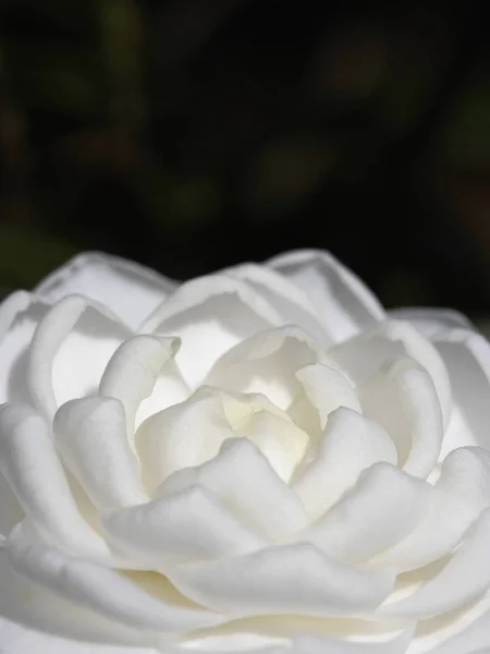 Camellia bloem close-up — Stockfoto