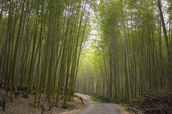 Exuberante bosque de bambú verde —  Fotos de Stock