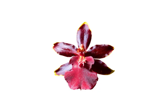 Όμορφη ορχιδέα λουλούδι — Φωτογραφία Αρχείου