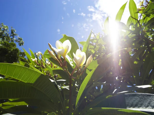 Blühender Zwetschgenbaum im Frühling — Stockfoto