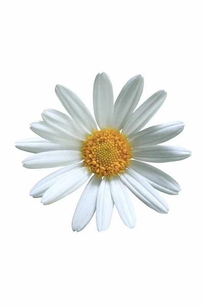 Close-up van prachtige daisy bloem — Stockfoto