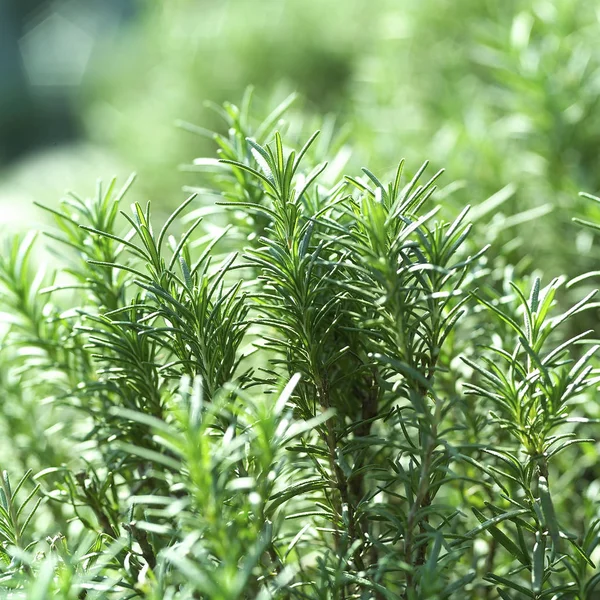 Alecrim verde — Fotografia de Stock