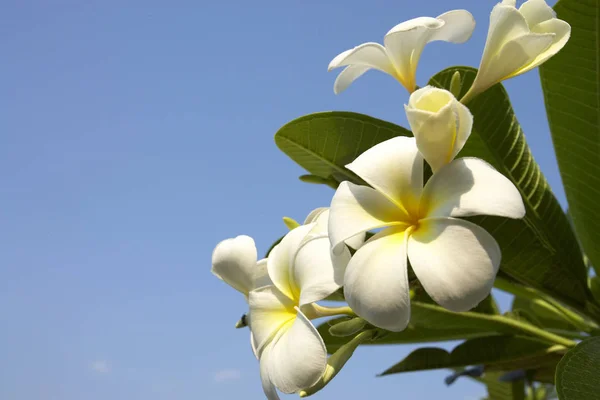 Blühender Zwetschgenbaum im Frühling — Stockfoto