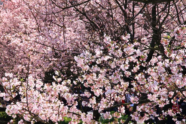 Fiori di ciliegio naturali — Foto Stock