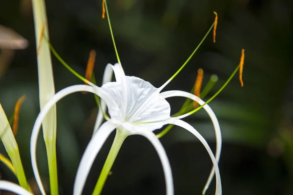 Increíble flor de lirio — Foto de Stock