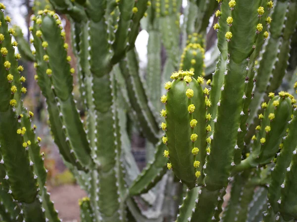 Green cactuses in dry desert — Stock Photo, Image