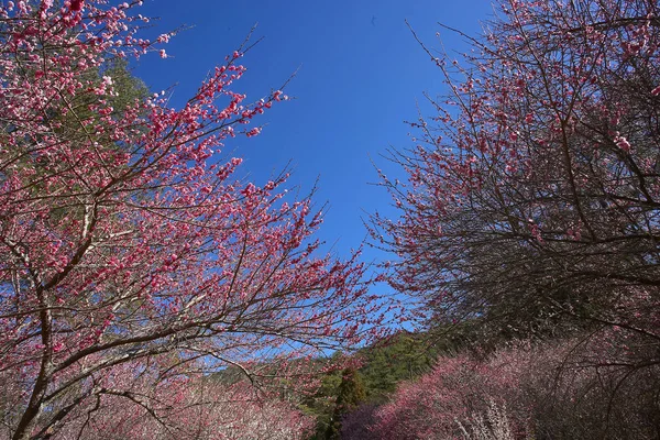 Çiçek açan ağaçlar ile güzel doğa manzara — Stok fotoğraf