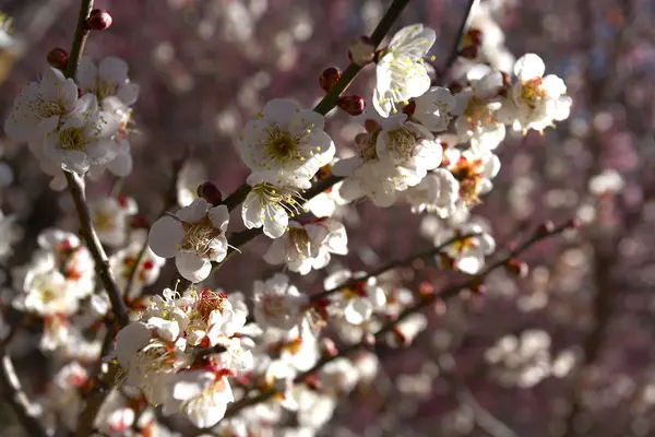 Virágzó ágak, fa — Stock Fotó