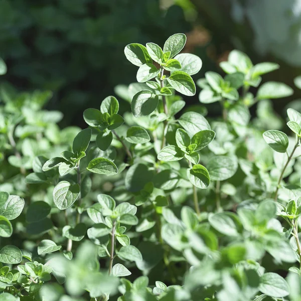 Hojas de menta verde — Foto de Stock