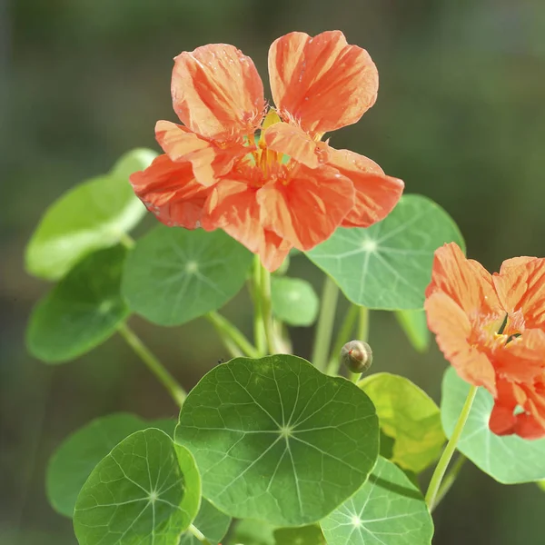 Vacker blomma med gröna blad — Stockfoto