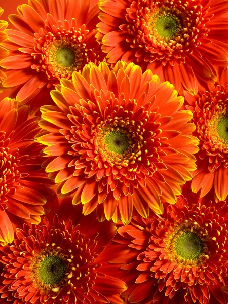 美しいデイジーの花 — ストック写真