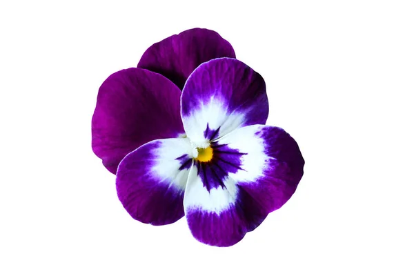 Purple flower on white background — Stock Photo, Image