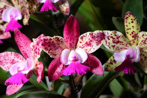 Fiori del Orchid vicino — Foto Stock