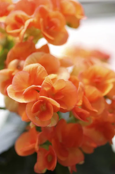 Orange flower field — Stock Photo, Image