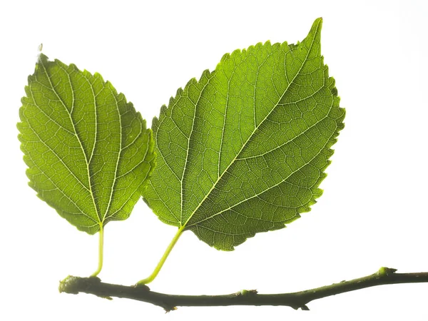 Gren med gröna blad — Stockfoto