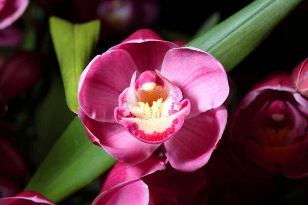 Schöne Orchideenblume — Stockfoto