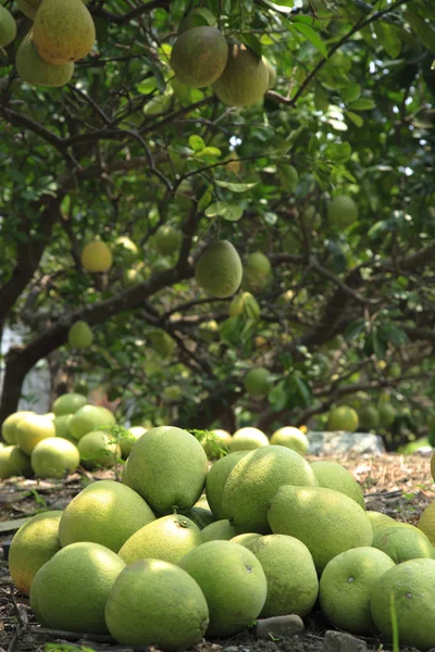 Pomelo árvores e plantas no jardim — Fotografia de Stock