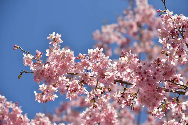 Floraison naturelle de cerisiers — Photo