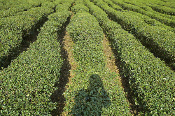 плантации зеленого чая
