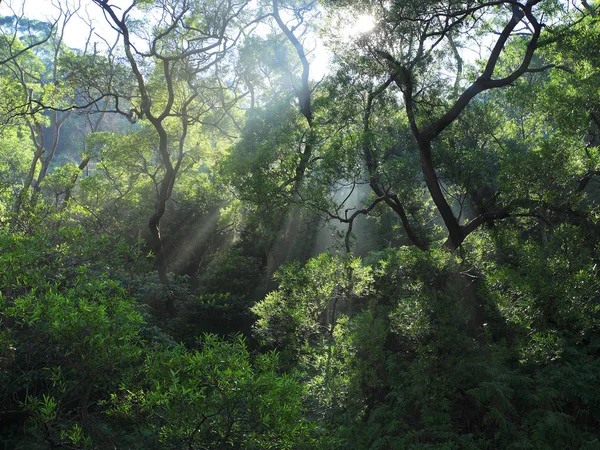 Floresta tropical de manhã — Fotografia de Stock