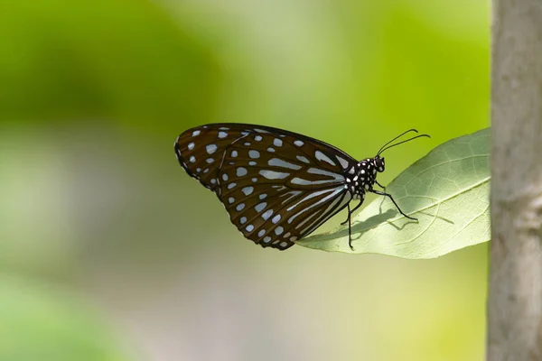 Borboleta colorida empoleirada em uma planta verde — Fotografia de Stock