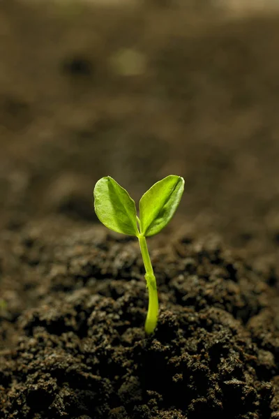 Plante verte poussant dans le sol — Photo