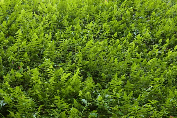 Samambaias verdes na madeira — Fotografia de Stock