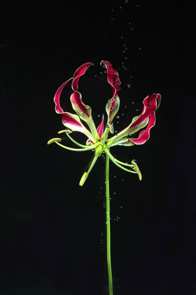 Flor en el agua aislada — Foto de Stock