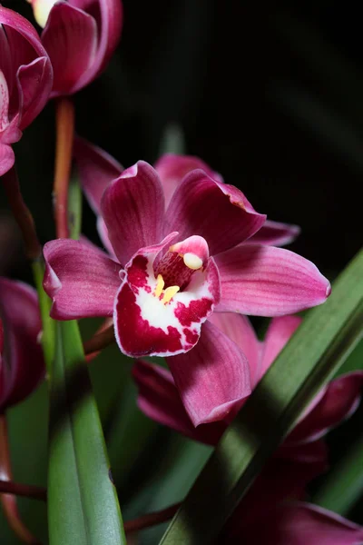 Flores da orquídea fechar — Fotografia de Stock