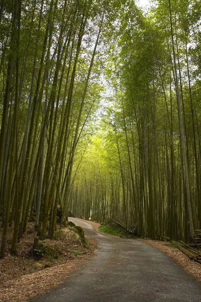 Forêt luxuriante de bambous verts — Photo
