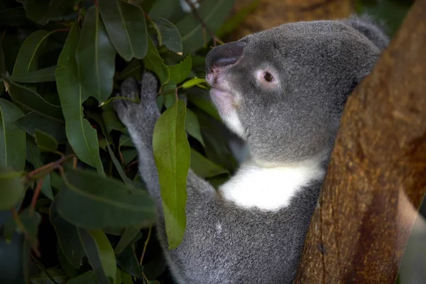 Koala sauvage sur la branche de l'arbre — Photo