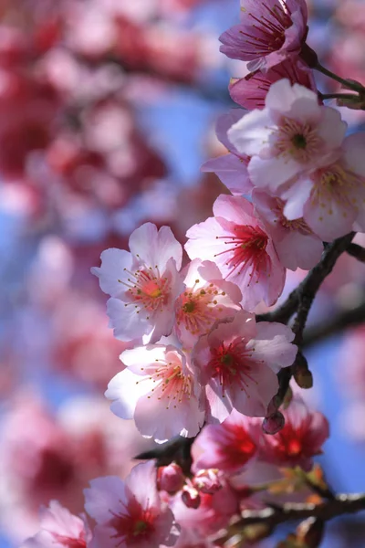 自然的樱花 — 图库照片
