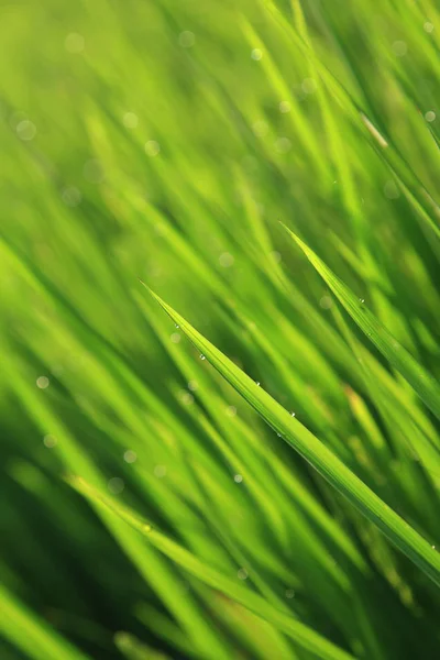 Зеленое зерновое поле риса — стоковое фото