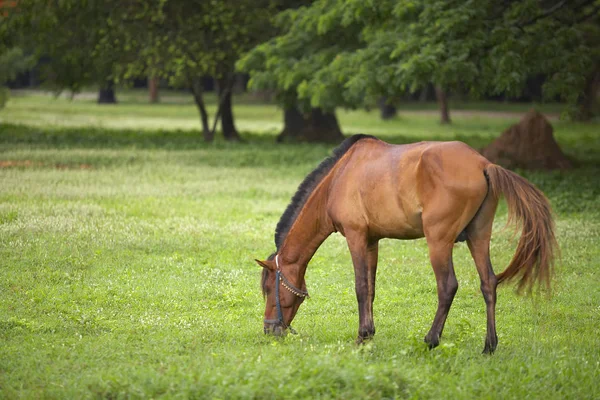 Cheval mangeant de l'herbe sur pâturage — Photo