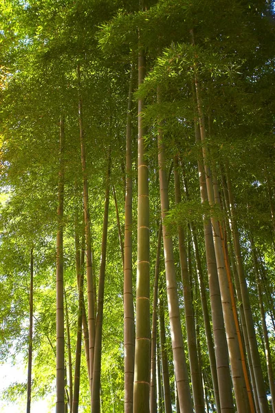 Forêt luxuriante de bambous verts — Photo