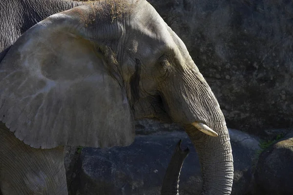 Elefante selvagem olhando para a câmera — Fotografia de Stock