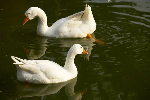 Lindos patos nadadores — Foto de Stock