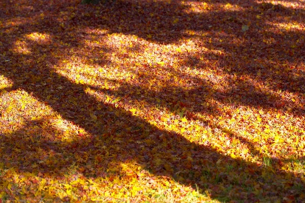 Червоне і жовте листя на зеленій траві — стокове фото