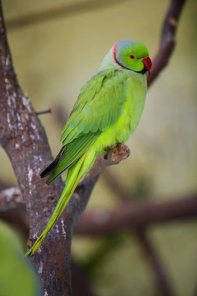 Pássaro exótico colorido — Fotografia de Stock