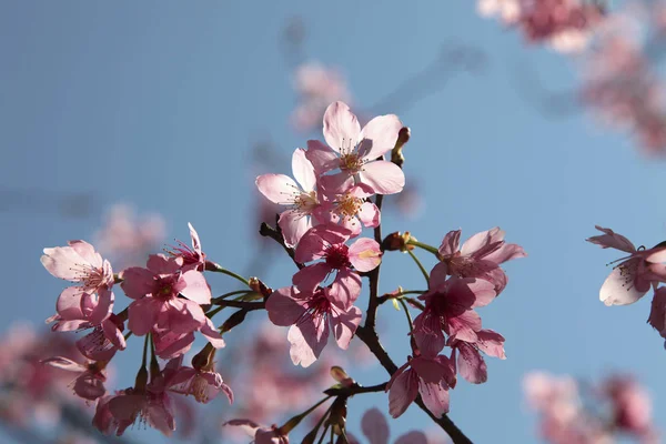 Floraison naturelle de cerisiers — Photo