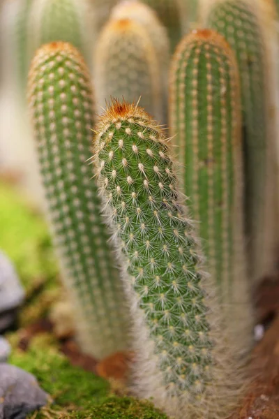 Green cactuses in dry desert — Stock Photo, Image