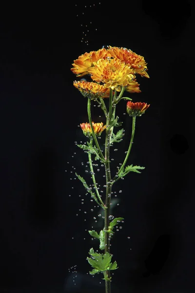 Piękne chryzantemowe kwiecie — Zdjęcie stockowe