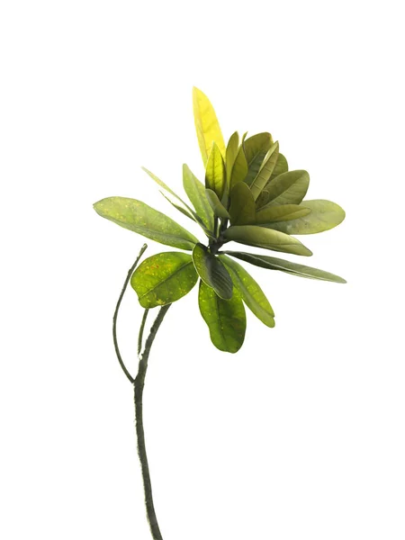 Green leaves on white background — Stock Photo, Image